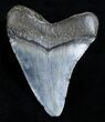 Glossy Inch Long Lateral Megalodon Tooth #3532-2